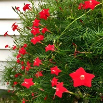 50 Star Glory Seeds Cardinal Creeper Vine Flower Plant Butterflies Hummingbirds  - $25.90