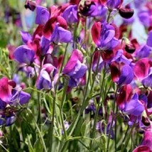 25+ Old Spice Sweet Pea Seeds Flowers Seed Flower Annual Bee Butterfly 334 From  - $9.99