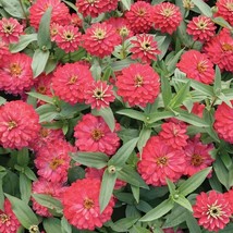 PWO 100+ Double Zahara Salmon Zinnia Seeds For Garden - Usa - ! - $6.58