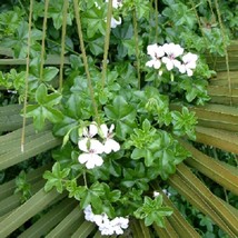 USA Seller 1R7D4 Geranium Seeds Cascade Beauty White Trailing 15 Geranium Seeds - £21.73 GBP