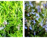 Top Seller - Common Rosemary Plant - 3&quot; Pot - £28.98 GBP