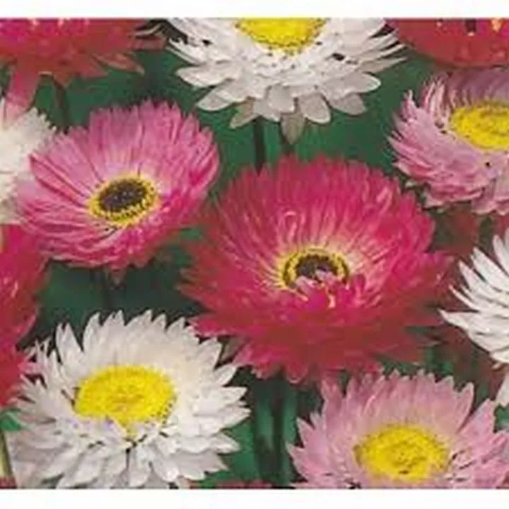 50 Fresh Seeds Paper Daisy Helipterum Mixed Colors - £9.23 GBP