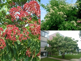 Variety Size Korean Evodia Bee Bee Tree Evodia danielli Tree Seeds Showy Hardy - £13.39 GBP+