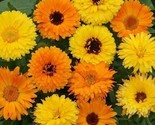 Calendula Flower Seeds 100 Seeds Pacific Beauty Mix Annual Orange - $8.99