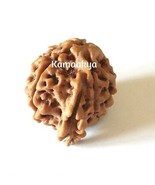 RUDRAKSHA NEPALESE 5 MUKHI GANESH GANPATI RUDRAKSHA WITH CERTIFIED ENERG... - $9.42