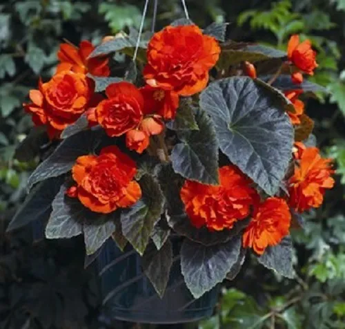 15 Pelleted Begonia Seeds Begonia Go Go Orange Gogo Series Begonia Fresh Seeds - £23.26 GBP