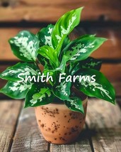 HSeeds 10 Seeds Chinese Evergreen Tricolor Plant (Aglaonema) - $6.95