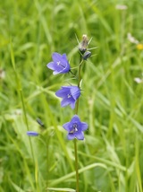 Campanula Rotundifolia Harebell 500 Seeds for Planting - Harebell Blue-Violet - $17.00