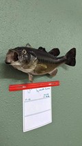 Beautiful Real Skin 17” Large Mouth Bass Taxidermy Wall Mount Art Wildlife - £275.79 GBP