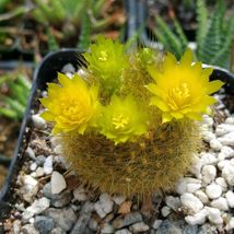 cactus Notocactus graessneri flaviflorus  Cacti Succulent real live plant - £32.73 GBP