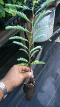 tamarind tree live plant (tamarindo) 10''-17'' Outdoor Living - £49.53 GBP