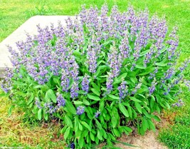 Grow In US 201 Culinary Broadleaf Sage Seeds Organic Native Herb Flowering - £7.51 GBP