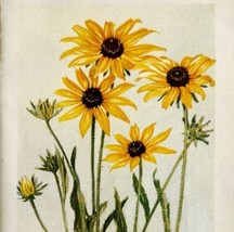 1905 Cone Flower Floral Print Watercolor Lithograph Antique Art 6.75 x 3.75&quot; - £25.40 GBP