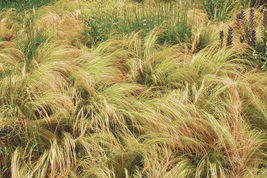 200 Mexican feather grass Grass Ground Cover Seeds Stipa tenuissima - £11.01 GBP