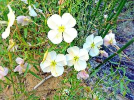 300 Seeds Pale Evening Primrose Flower Drought Tolerant Groundcover Native Plant - £12.97 GBP