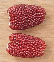 Sale 150 Seeds Red Strawberry Popcorn Corn Zea Mays Vegetable USA - £7.91 GBP