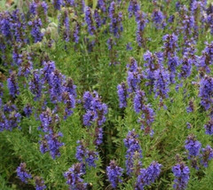 Seeds 500 Hyssop Seeds Perennial Grow Easy - £5.37 GBP