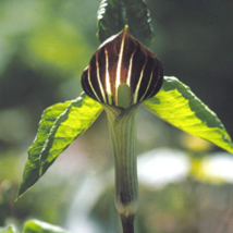 Jack in The Pulpit Seeds Stunning in Your Shady Woodland Garden Easy - 3... - $7.42