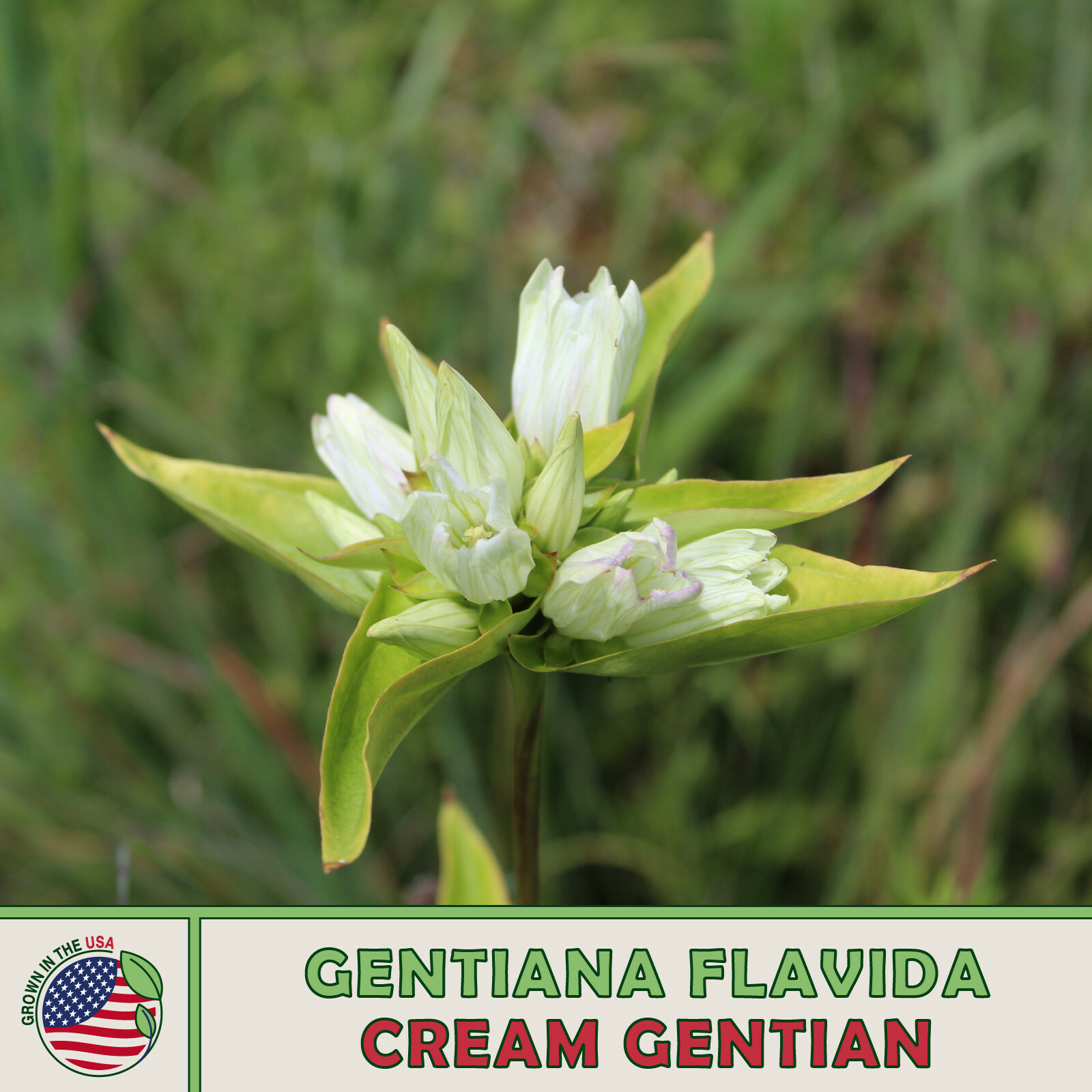 100 Cream Gentian Seeds Gentiana Flavida Native Wildflower New Fresh US ... - $5.96