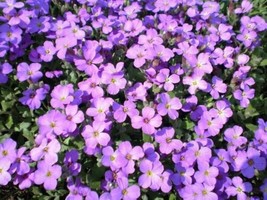 500 Purple Rockcress Rock Cress Aubrieta Deltoidea Flower   - £12.71 GBP