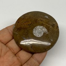 84.6g, 2.4&quot;x2.4&quot;x0.5&quot;, Goniatite (Button) Ammonite Polished Fossils, B30081 - £5.43 GBP
