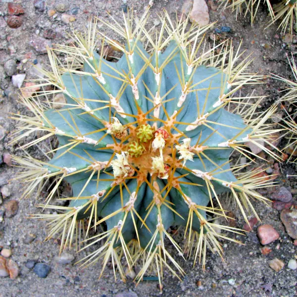 Blue Golden Barrel Cactus Ferocactus Glaucescens Seed 50 Seeds Fresh Seeds - $19.98