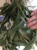 one pound Aprox. Fresh Eucalyptus leaves 16 onz Free Shipping. - $26.99