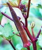 Red Burgundy Okra Seeds Vegetable Seeds(Abelmoschus Esculentus) USA 50+  Seeds - £6.96 GBP