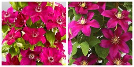 Clematis Flowering Vine Plant Vibrant Pink Briar Beauty live plant - $49.99