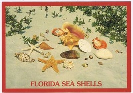 Postcard Florida Sea Shells - £3.15 GBP