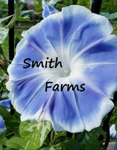 SKM 25 Seeds Power Blue Morning Glory Flowers Hanging Basket Vine Bush E... - $204.94 MXN