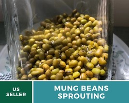 500 Seeds Sprout Mung Beans Seed Grow All Year GMO Free High in Protein - £15.33 GBP