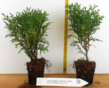 Dwarf Staghorn Cedar (Thujopsis dolobrata, &#39;Nana&#39;) - Landscape or Bonsai - $23.71+
