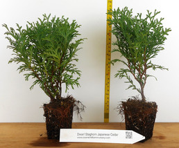 Dwarf Staghorn Cedar (Thujopsis dolobrata, &#39;Nana&#39;) - Landscape or Bonsai - £18.84 GBP+