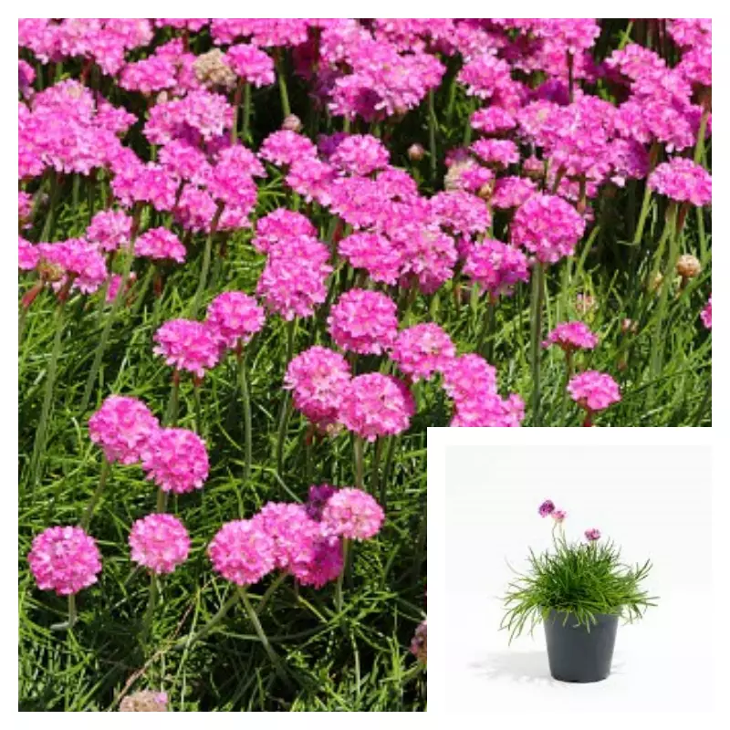 Armeria Maritima Rubrifolia 4inches Plant Thirft Sea Pink Budsbrush Live... - $16.99