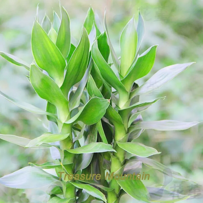bamboo weaving wood pendant Lucky Bamboo Seeds - $8.83 CAD