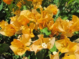California Gold Bougainvillea starter/plug Plant Well Rooted Ships Bare Root - £40.75 GBP