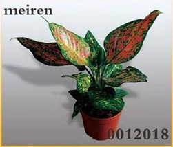 Color Aglaonema Bonsai 100 Seeds Aglaonema Mosaic Evergreen Trees Flower Or Ourd - $9.69