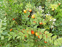 10 Dragons Gate Sarcococcia Seeds Sarcococca Ruscifolia Var Chinensis Fr... - $257.79 MXN