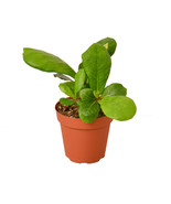 Ficus Lyrata in 4-inch Nursery Pot, Beautiful Tall Ficus Lyrata, Fiddle-... - €22,08 EUR