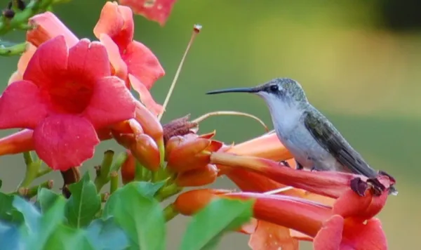 Red Trumpet Creeper Hummingbird Vine Campsis Radicans 50 Seeds 2023 Usa Garden F - £15.75 GBP