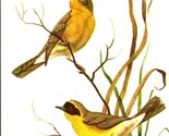Yellow Throats Birds Artist Signed By Helen Fleming UNP Unused Postcard - $3.33