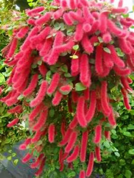 Summer Love Acalypha Pendula Chenille Plant Aka Fire Tail Or Cat Tail Fr... - £30.09 GBP