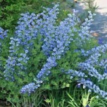 50 Blue Wild False Indigo Flower Seeds Wildflower Poor Soils Nitrogen Fi... - $2.75
