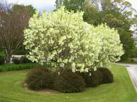 20 Fresh seed-lonicera Fragrantissima Winterflowering Honeysuckle Fragrant Shrub - $8.07