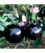 50 Seeds Explore The World Of Black Round Egg Fresh Seeds - $13.72