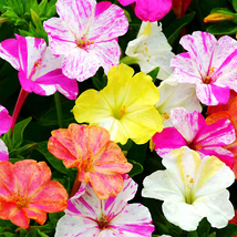 100 Seeds Rainbow Mix Four O&#39;clock Flower (Mirabilis jalapa) Seeds  - £18.32 GBP