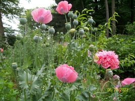 Heirloom Pink Poppy Seeds, from My Homestead Garden to Your Garden - £4.70 GBP