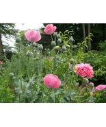 Heirloom Pink Poppy Seeds, from My Homestead Garden to Your Garden - £4.79 GBP