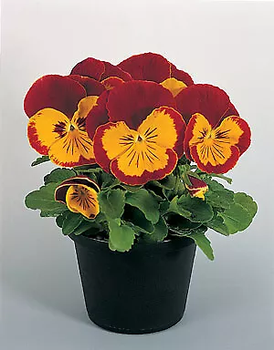 Pansy Joker Red Gold 500 seeds - $32.36